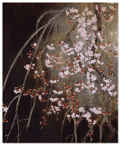 A Weeping Cherry Blossom